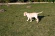Marley Garten 117.JPG