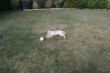Marley Garten 155.JPG