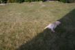 Marley Garten 173.JPG