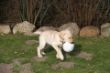Marley 12 Woche 009.JPG