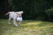 Marley 12 Woche 037.JPG