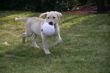 Marley 12 Woche 040.JPG
