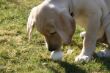 Marley 13.Woche 076.JPG