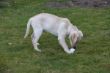 Marley 13.Woche 056.JPG