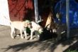 Marley 20.03.2014 002.JPG