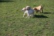 Marley 20.03.2014 015.JPG