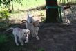 Marley 20.03.2014 026.JPG