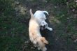 Marley 20.03.2014 090.JPG