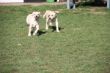 Marley 20.03.2014 093.JPG