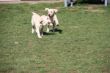 Marley 20.03.2014 094.JPG