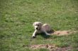 Marley Steinwedel 29.03.2014 327.JPG