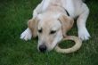 Marley 6 monat 111.JPG