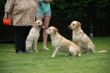 Seven Dax  und Marley 031.JPG