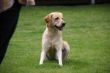 Seven Dax  und Marley 048.JPG