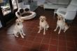 Seven Dax  und Marley 077.JPG