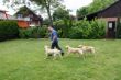 Seven Dax  und Marley 058.JPG