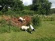 Bilder I-Phone August 2014 399.JPG