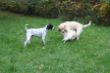 Marley 6. November Hundeschule 154.JPG