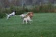Marley 6. November Hundeschule 167.JPG