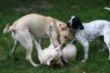 Marley 6. November Hundeschule 188.JPG