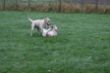 Marley 6. November Hundeschule 205.JPG