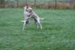 Marley 6. November Hundeschule 209.JPG