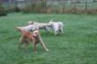 Marley 6. November Hundeschule 211.JPG